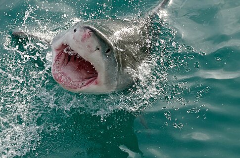 Great White Shark (Carcharodon carcharias), Gansbaai, Western Cape, South Africa