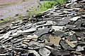 Oljeskiffer från Messels gruva, Tyskland