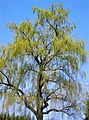 Porte dun salgueiro chorón (Salix babylonica) na primavera.