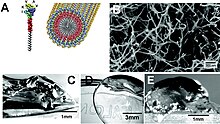 Пептидні каркаси, що самозбираються, для інженерії нервової тканини. A. Молекулярна графічна ілюстрація молекули пептидного амфіфілу, що містить IKVAV, і її самоскладання в нановолокна. B. Скануюча електронна мікрофотографія мережі нановолокон IKVAV, утвореної шляхом додавання клітинного середовища (DMEM) до водного розчину пептидного амфіфілу. Зразок на зображенні був отриманий шляхом дегідратації мережі та сушіння в критичній точці зразків, укладених у металеву сітку, щоб запобігти колапсу мережі (зразки були розпилені золото-паладієвими плівками та зображені при 10 кВ). C. і D. Мікрофотографії гелю, утвореного шляхом додавання до розчинів пептиду IKVAV амфіфілу C середовища для культури клітин і D спинномозкової рідини. E. Мікрофотографія нановолоконного гелю IKVAV, екстрагованого хірургічним шляхом з енуклеованого ока щура після внутрішньоочної ін’єкції розчину пептидного амфіфілу. Відтворено з (Silva et al. (2004)) Передруковано з дозволу AAAS. Читачі можуть переглядати, переглядати та/або завантажувати матеріали лише з метою тимчасового копіювання, за умови використання в некомерційних особистих цілях. За винятком випадків, передбачених законом, цей матеріал не може бути відтворений, розповсюджений, переданий, змінений, адаптований, виконаний, показаний, опублікований або проданий повністю чи частково без попереднього письмового дозволу видавця.