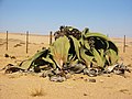 The largest known Welwitschia, nicknamed "The Big Welwitschia", stands 1.4 m tall and is over 4 m in diameter