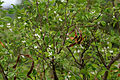 Wrightia tinctoria in Keesara, Rangareddy district, Andhra Pradesh, India.