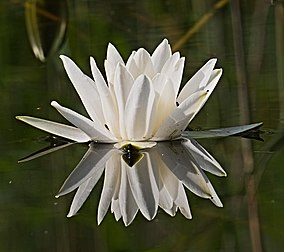 Fleur de nénuphar blanc. (définition réelle 3 684 × 3 266)