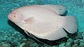 Osphronemus goramy риба-альбінос