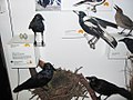 A display case of some stuffed Australian bird specimens, 2007