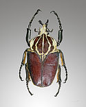 Escarabello Goliath