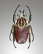 Kumbang tanduk