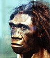 Homo erectus mwanamke