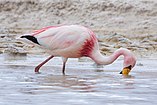 Phoenicoparrus jamesi English: James's Flamingo Deutsch: James-Flamingo