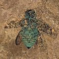 Escarabajo bupréstido fósil del Eoceno, encontrado en el sitio fosilífero de Messel (Alemania)