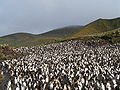 Pingvinų kolonija