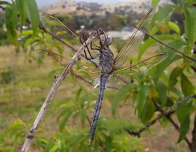 澳洲成日見到嘅藍撇蜻（Orthetrum caledonicum）