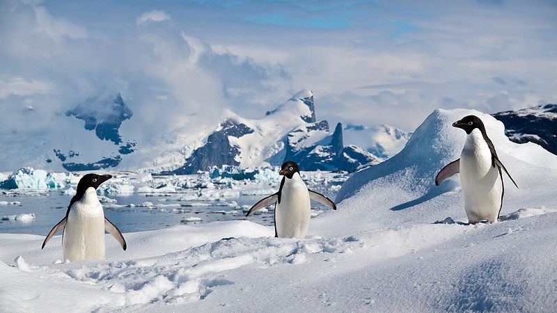 圖為南設得蘭群島上的阿德利企鵝。