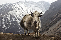 A yak in the Nepalese Himalayas.