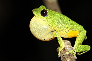 పడమటి కనుమల లోని ఉభయచరాలు వైవిధ్యమైనవి, ప్రత్యేకమైనవి. ఇది ఒక బుష్ ఫ్రాగ్. bush frog