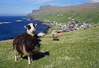 Ovelha feroesa, com a cidade de Sumba ao fundo. Suðuroy, Ilhas Feroe (definição 5 030 × 3 490)