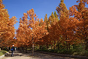 褐葉：メタセコイア （神戸市立森林植物園）