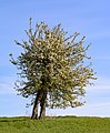 24. Öreg körtefa (Pyrus communis L.) törött törzzsel, teljes virágzásban (javítás)/(csere)