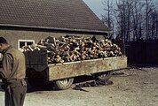 E Won mat Läiche baussent dem Krematorium vum KZ Buchenwald no der Befreiung duerch d'Amerikaner (1945)