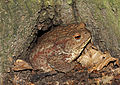 15. Barna varangy (Bufo bufo) egy közönséges gyertyán (Carpinus betulus) odújában (javítás)/(csere)