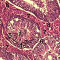 Hình 6: Nhu mô tinh hoàn của lợn rừng. 1=Ống xoắn tạo tinh (tubulus seminiferus contortus). 2=Tế bào sinh tinh. 3=Tinh bào bậc I. 4=Tinh bào bậc II. 5=Tế bào Sertoli. 6=Myofibroblasts. 7=Tế bào Leydig. 8=Mao mạch.