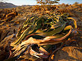 Welwitschia in the petrified forest of Khorixas (Namibia)