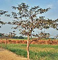 Young Tree at Kolkata, West Bengal, India