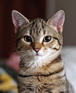 Katė (Felis catus)