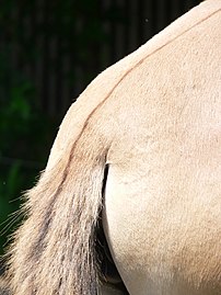 Raie de mulet, souvent jugée indicatrice d'une proximité génétique avec les chevaux préhistoriques.