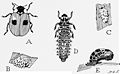 Животниот циклус на двоточкестата бубамара. Илустрација од „Инсекти, нивниот начин и средства за живеење“, Р. Снодграс