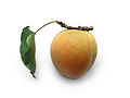 Apricot with single leaf on white background