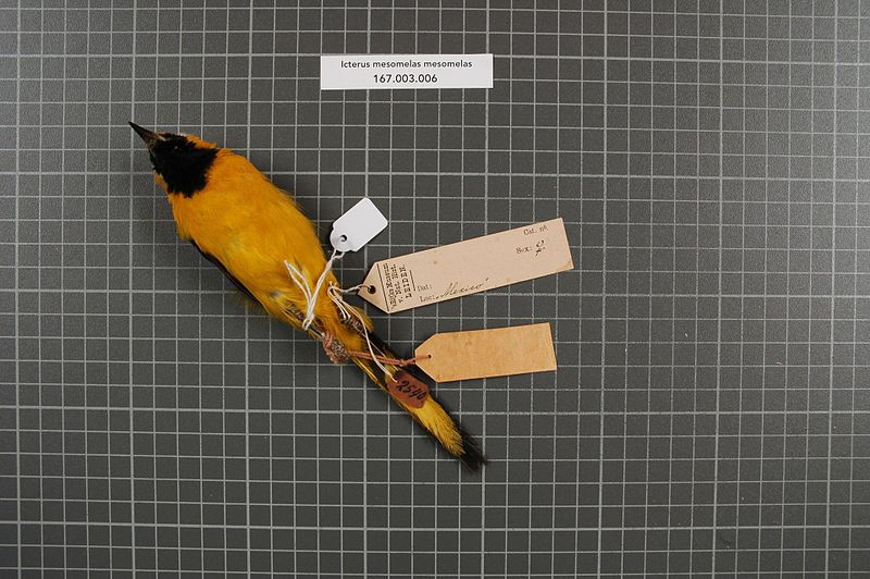 File:Naturalis Biodiversity Center - RMNH.AVES.153373 2 - Icterus mesomelas mesomelas (Wagler, 1829) - Icteridae - bird skin specimen.jpeg