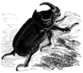 犀角金龜 Oryctes nasicornis