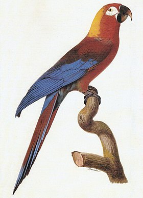 Ilustração de Barraband, do Histoire Naturelle des Perroquets, 1800.