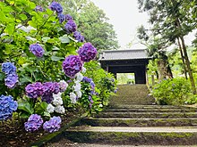 参道の紫陽花と山門