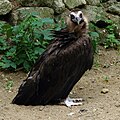 English: Cinereous Vulture, Black Vulture, Monk Vulture, or Eurasian Black Vulture Aegypius monachus (cat.)