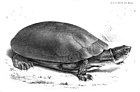 吉巴蟾頭龜（Mesoclemmys gibba）