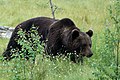 דוב ביער בפינלנד