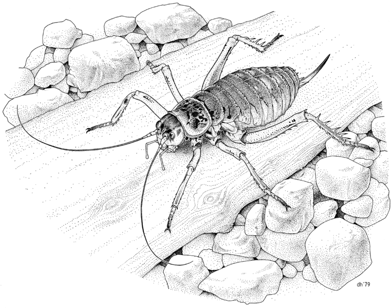 File:ORTH Anostostomidae Deinacrida rugosa in habitat.png