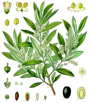 Olea europaea (el verko de Koehler pri medicinaj plantoj, 1887)
