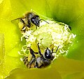 Honey Bees Immersed in Yellow Beavertail Cactus Flower Pollen