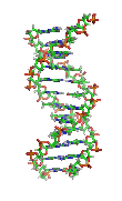 Xoắn ốc ADN