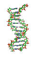 File:DNA orbit animated.gif, original animation file, over 3 MB