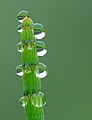 17. Friss harmatcseppek a tavi zsurlón (Equisetum fluviatile) (javítás)/(csere)
