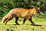 Fox – British Wildlife Centre (17429406401).jpg