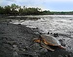 Grön havssköldpadda på Hawaii