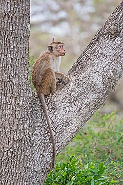 Macaco-de-barrete (Macaca sinica) no Parque Nacional Bundala, Sri Lanka. É um macaco de cor marrom-avermelhada do Velho Mundo endêmico do Sri Lanka. Seu nome se refere ao redemoinho de pelos, no alto da cabeça, lembrando um barrete. A divisão social dessa espécie é altamente estruturada nos bandos de macacos-de-barrete e as hierarquias de dominância ocorrem entre machos e fêmeas. Um bando pode consistir de oito a quarenta indivíduos. Quando o bando se torna muito grande, a tensão social e a agressão uns contra os outros aumentam, fazendo com que alguns indivíduos saiam. Lutar no bando pode causar ferimentos graves, incluindo braços quebrados. (definição 3 860 × 3 860)