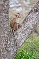 9. Ceyloni makákó (Macaca sinica) a Búndala Nemzeti Parkban (Srí Lanka) (javítás)/(csere)