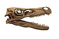 Cráneo del dinosaurio Velociraptor con su anillo esclerótico en la órbita.