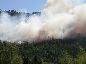 Forestfire in Germany 2003